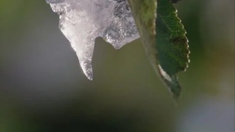 Melting snow dripping from a tree branch (close-up) Stock Footage 285135455