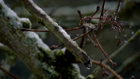 Melting Snow Drop Falls off Tree Branch Stock Footage 126306962