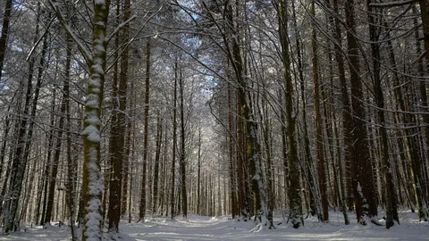Melting snow falls from sunlit trees in German forest in Koenigssee Stock Footage 121008156