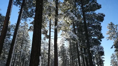 Melting snow falls from tree branches in the woods Stock Footage 71880864