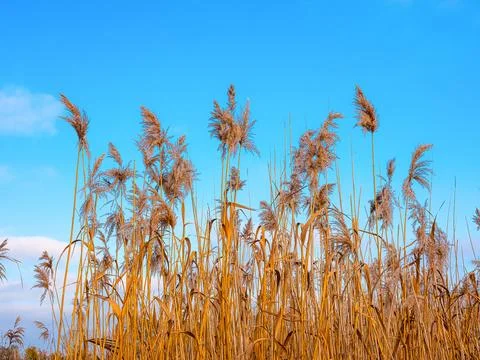 The melting of the snow on the fields in early spring. White nature backgroun Stock Photos
