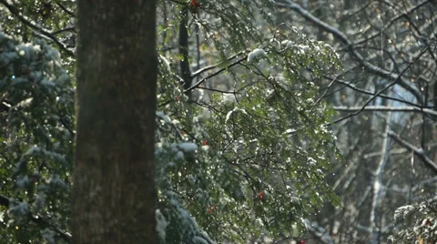 Melting Snow Stock Footage 34268258