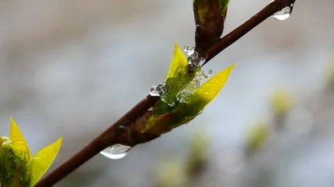 Melting snow Stock Footage 128799303