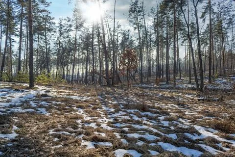 Melting snow in the forest 스톡 사진