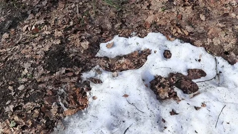 Melting snow in forest. Spring. Stock Footage 152935853