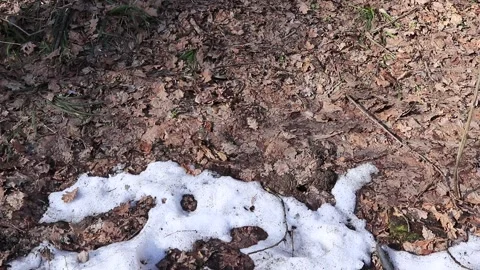 Melting snow in forest. Spring. Stock Footage 152935867