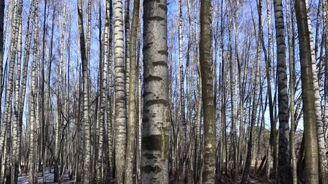 Melting snow in forest. Spring. thawing areas. Stock Footage 152935939