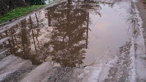 Melting snow forms shallow muddy puddles on a dirt path, reflecting bare tree Fotos de archivo