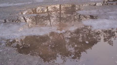 Melting snow forms shallow muddy puddles on a dirt path, reflecting bare tree Fotos de archivo