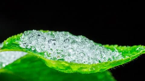Melting snow on a green leaf Stock Photos