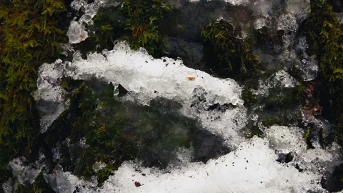 Melting Snow on Green Moss in Spring Video stock 150170036