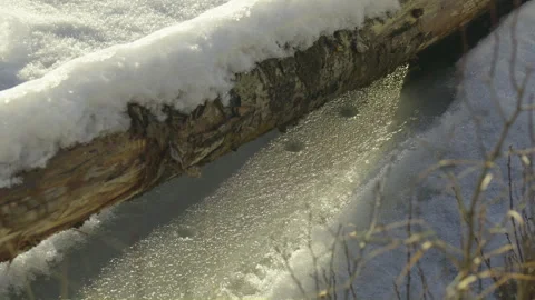 Melting snow on horizontal fallen tree trunk over shore lake Stock Footage 256018097