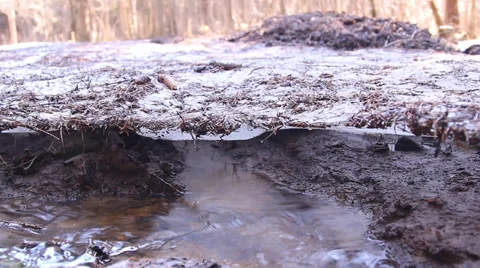 Melting snow, ice, in a forest Stock Footage 36840351