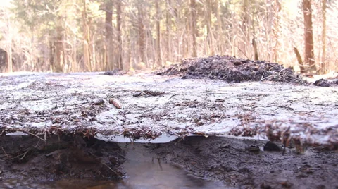 Melting snow, ice, in a forest Video stock 36840642