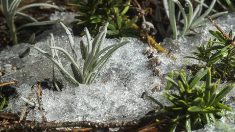 Melting snow macro with emerging plants in early spring Vidéo 334326891
