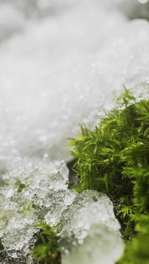 Melting snow on moss-covered tree in forest, seasonal transition in woodland Stock Footage 325915367