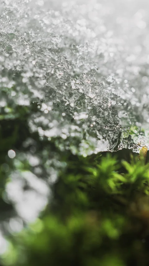 Melting snow on moss-covered tree in forest, seasonal transition in woodland Stock Footage 325916066