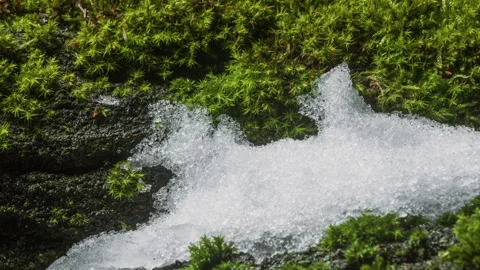 Melting snow on moss tree trunk in forest, time-lapse of change winter to spring Stock Footage 325915970