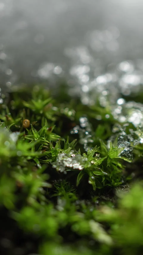Melting snow on moss tree trunk in forest, time-lapse of change winter to spring Stock Footage 326950677