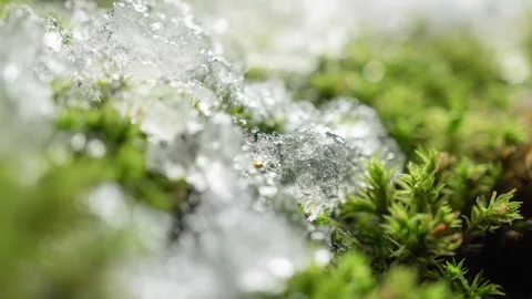 Melting snow on moss tree trunk in forest, time-lapse of change winter to spring Stock Footage 326950949