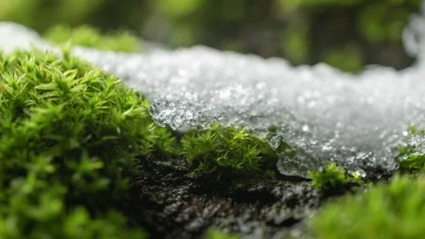 Melting snow on moss tree trunk in forest, time-lapse of change winter to spring Stock Footage 326950950
