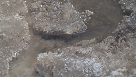 Melting snow muddy spring stream close up revealing granular ice crystals, slush Stockbeeldmateriaal 331693173
