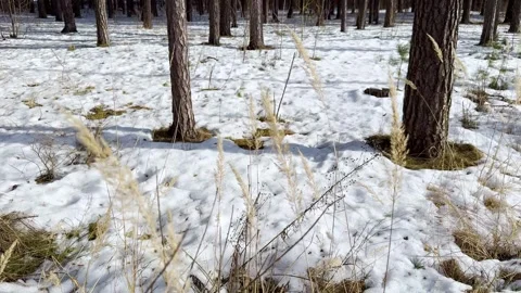 Melting snow in pine forest with dry grass in foreground Stock Footage 330405538