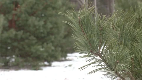 Melting snow on the pine tree branch. Spring thaw. Close-up. Video stock 306397294