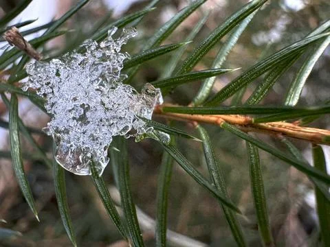 Melting snow on a pine tree ranch, close-up, macro photo Stock Photos