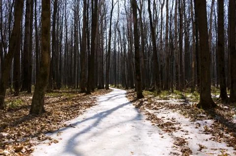 Melting snow in the spring in the forest. Stock Photos