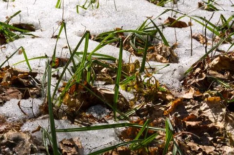 Melting snow in the spring in the forest. Stock Photos
