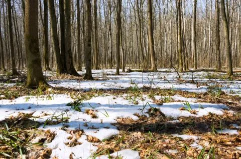 Melting snow in the spring in the forest. Foto stock