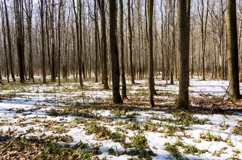 Melting snow in the spring in the forest. Stock Photos