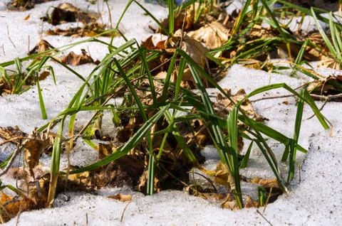 Melting snow in the spring in the forest. Stock Photos