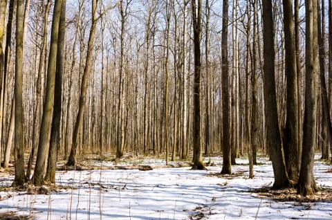 Melting snow in the spring in the forest. Stock Photos