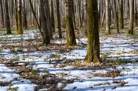 Melting snow in the spring in the forest. Stock Photos