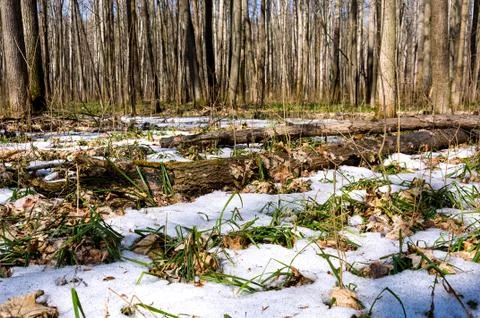 Melting snow in the spring in the forest. Foto stock