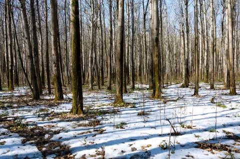 Melting snow in the spring in the forest. Stock Photos