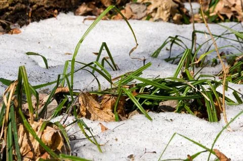 Melting snow in the spring in the forest. Stock Photos