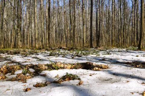 Melting snow in the spring in the forest. Stock Photos
