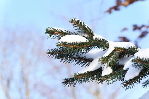 Melting snow in spring, a formed icicle on a coniferous tree. Stock Photos