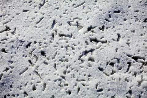 Melting snow on spring Stock Photos