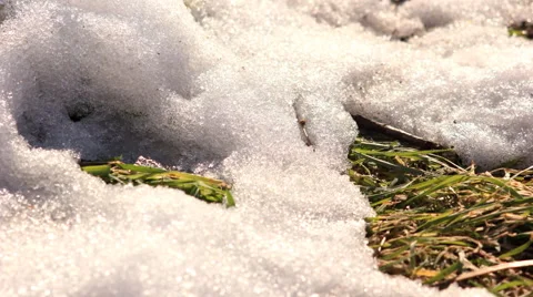 Melting snow time lapse Stock Footage 44907725