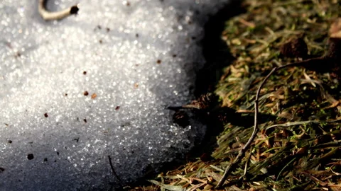 Melting Snow Timelapse Video stock 243230410