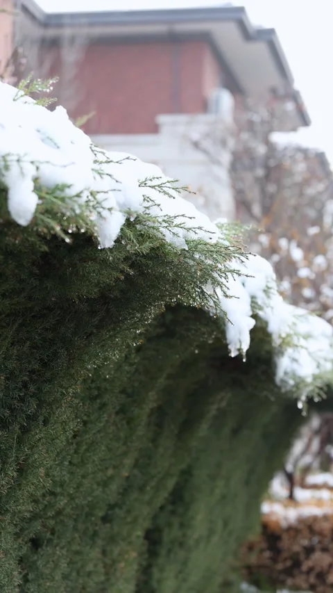 The melting snow on the tree branches Stock-Footage 346827218