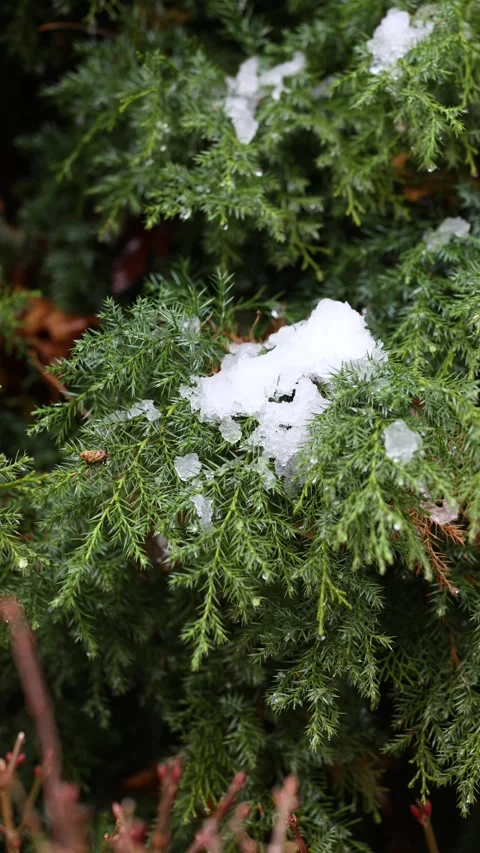 The melting snow on the tree branches Stock Footage 346827326