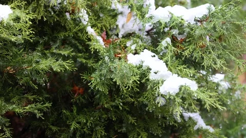 The melting snow on the tree branches Stock Footage 346827652