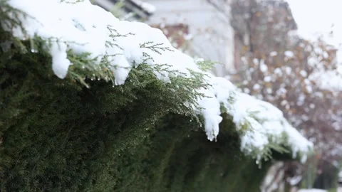 The melting snow on the tree branches 스톡 동영상 346828013