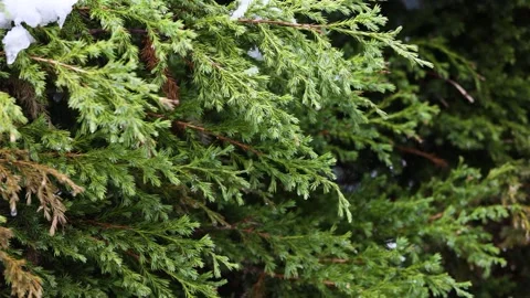 The melting snow on the tree branches Video stock 346829717