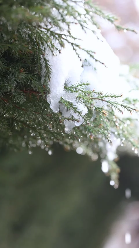 The melting snow on the tree branches Vídeos de archivo 346863149